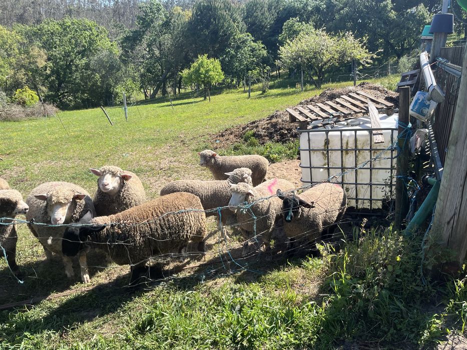 Vendo borregos /borregas ile de france