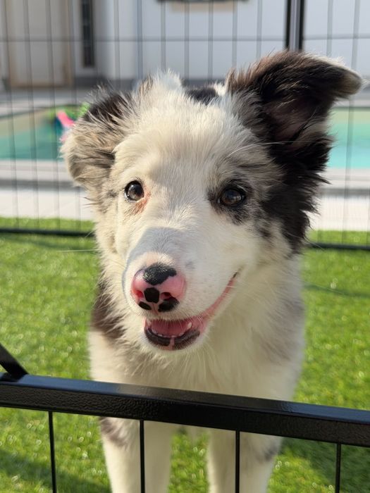 Border collie blue merle bebé