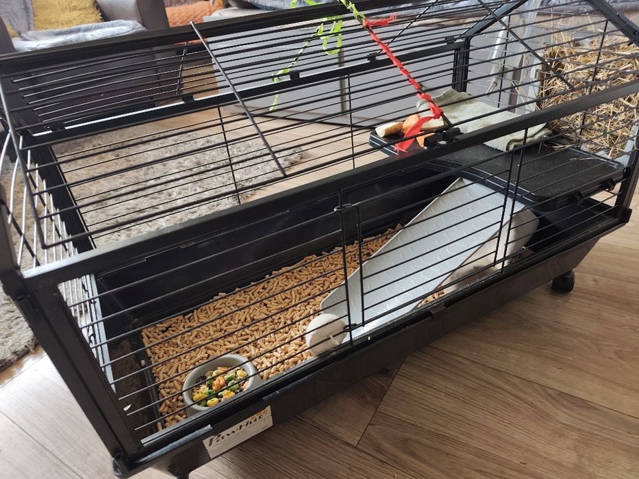 Sprzedam świnki morskie wraz z klatką