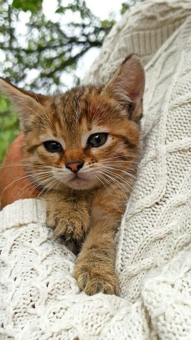 Котята котики отдам пушистый котенок