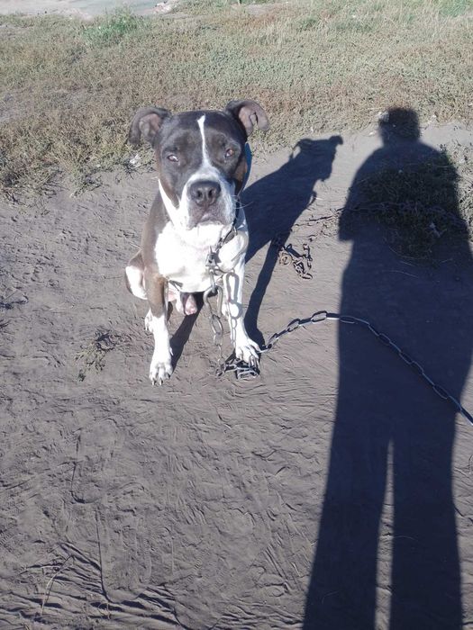 Одам даром мальчик стафф