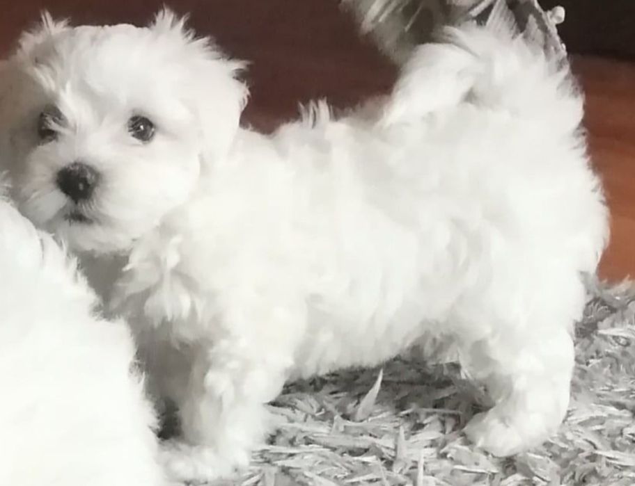 maltańczyk z certyfikarem weterynaryjnym GOTOWE DO ODBIORU