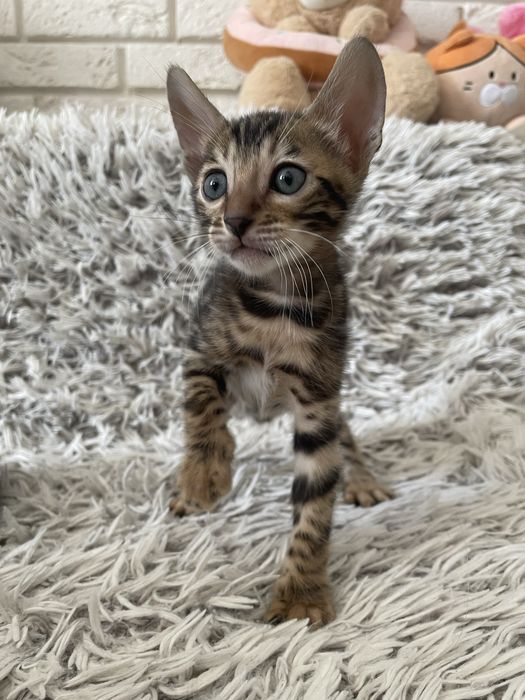 Бенгальські котики