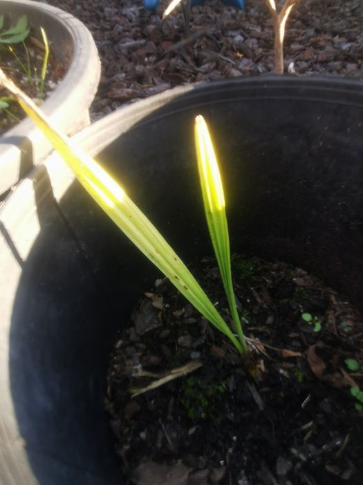 Palmeira Sabal minor