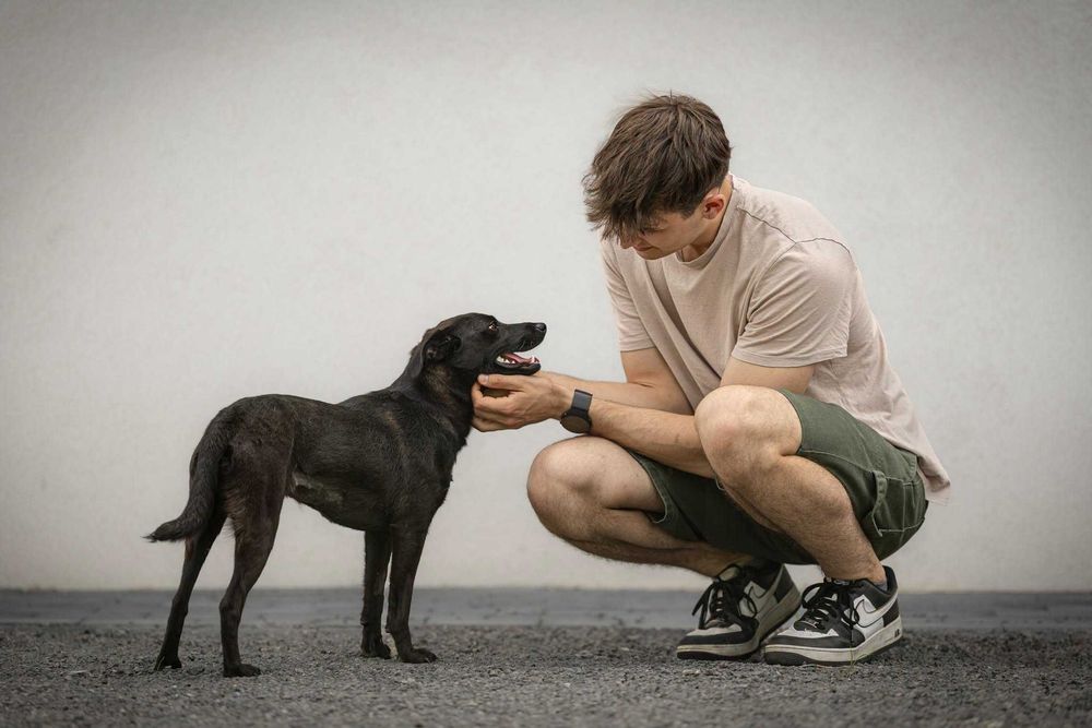 FRENDI - przyjazna łagodna sunia do adopcji