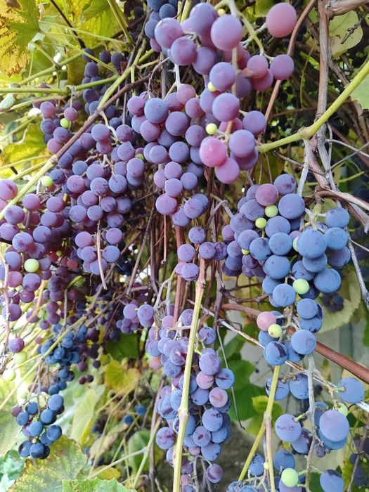 Виноград, Саджанці, Ізабелла, Лідія, Мускат, Одеський чорний, Синій