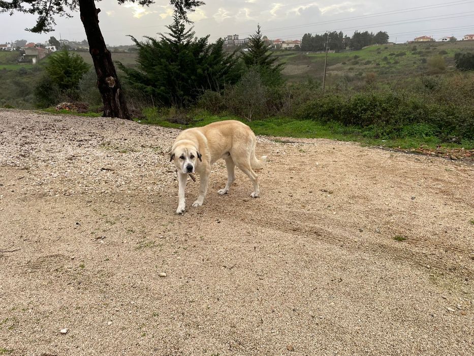 Cao pastor transmontano dou