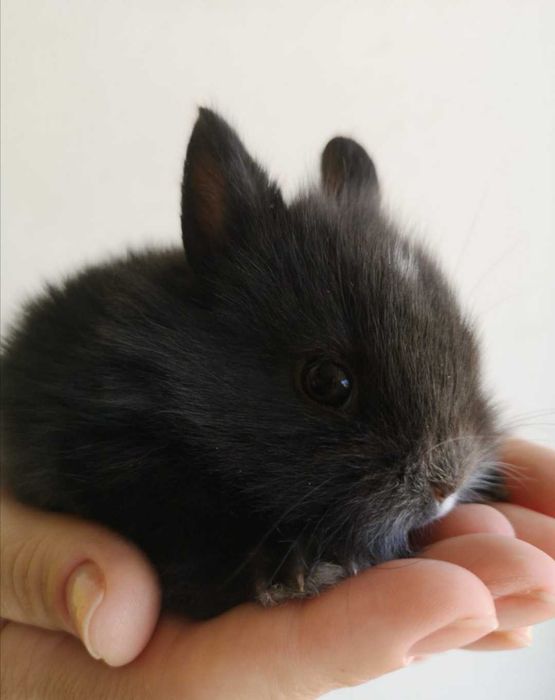 Coelhos anões angorá e holandês mini, KIT completo