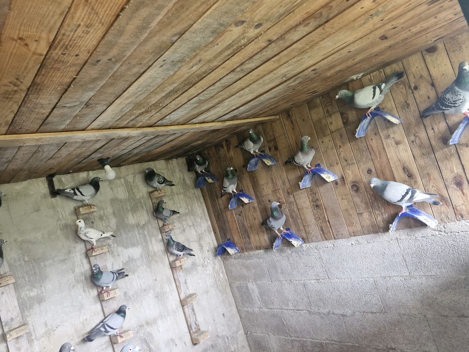 Pombos correios anilhados