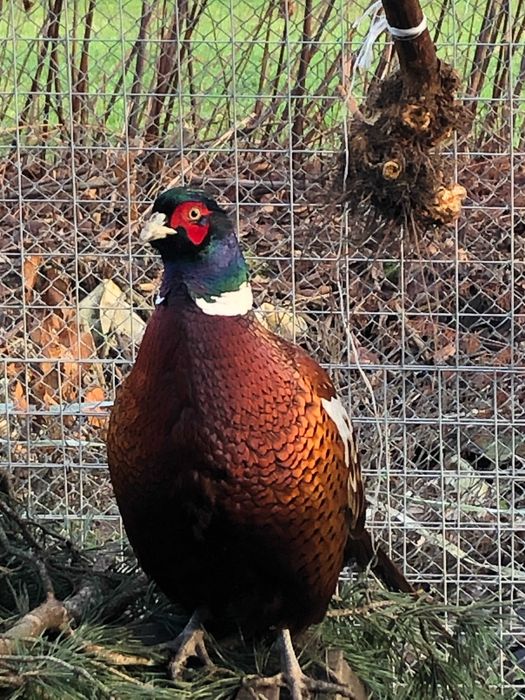 bażanty łowne z 2025