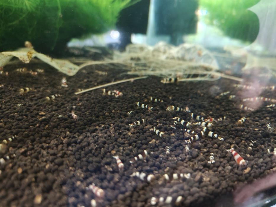 MISIEKZOO krewetki - crystal red , crystal blac tylko 7 zł