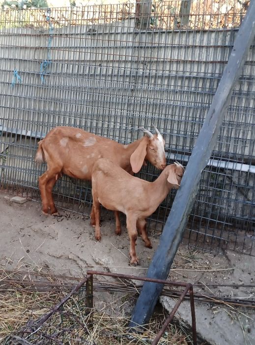 Vendo cabras boas
