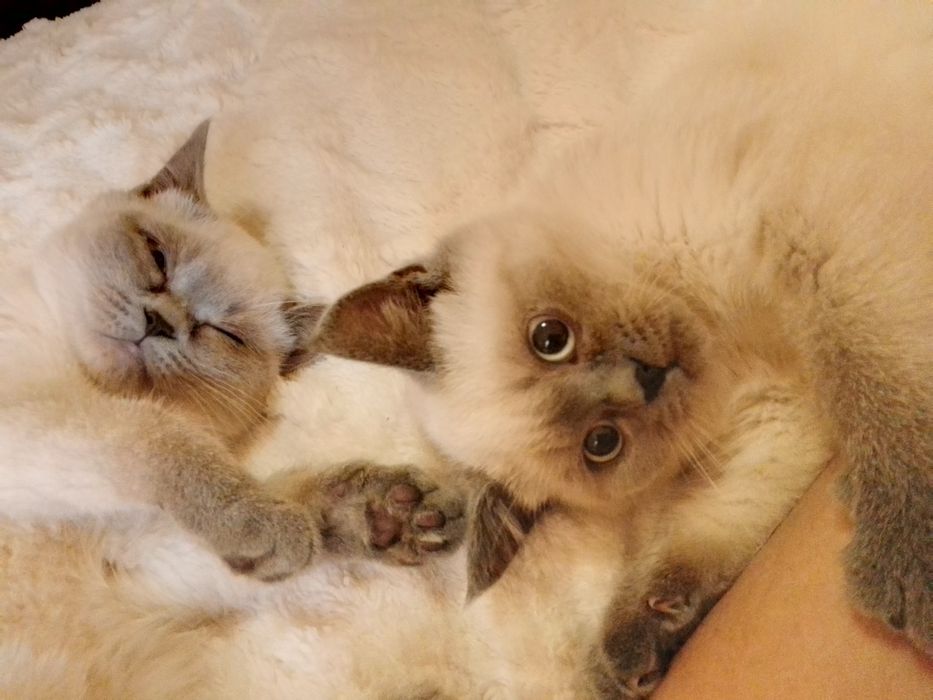 Кошенята Під Ялинку