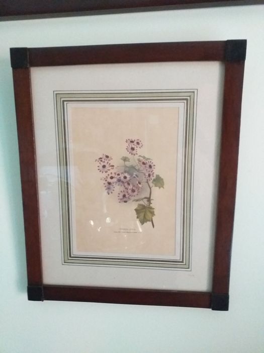 Quadros gravura flores,2preços,madeira,vidroEM MÃOveja zonasDIAS UTEIS