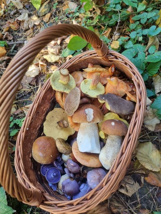 Grzyby suszone I marynowane w zalewie