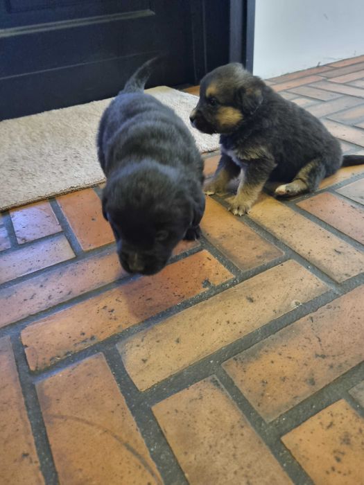 Oddam za darmo pieski