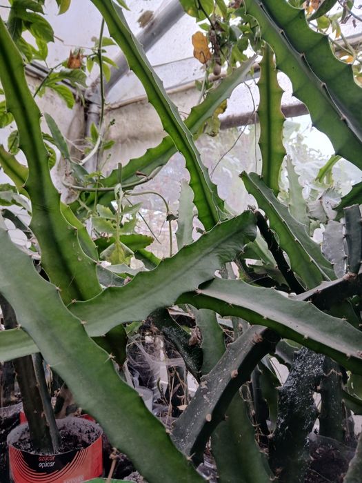 Pitayas amarela autopilinizantes