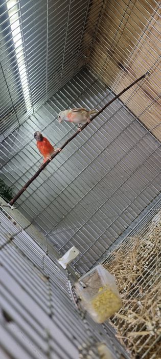 Casal de cardinalitos