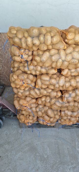 Batata para Fritar "Ágrias "
