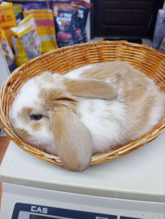 Króliki miniaturki Baranek