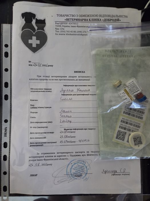 «Цуценята метиси вівчарки безкоштовно в добрі руки