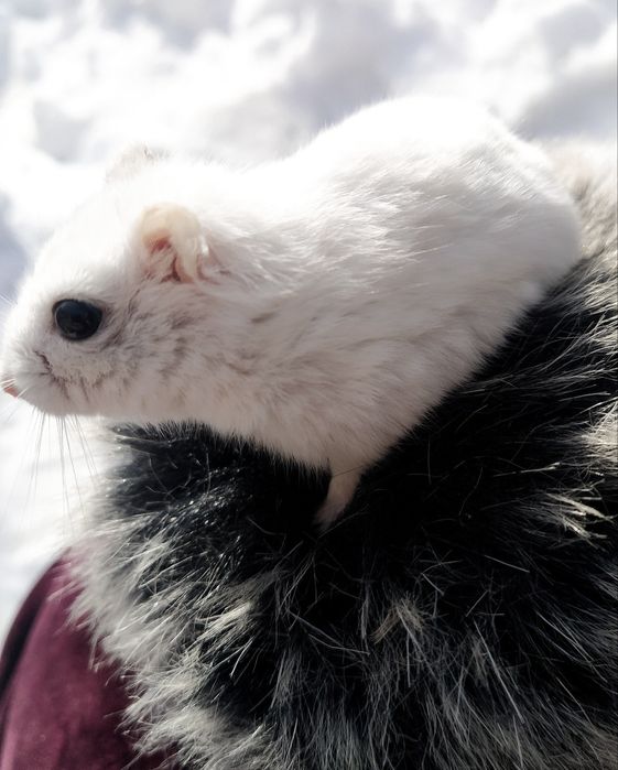 Хом'ячки дженгарики