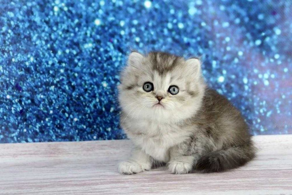 Надзвичайно красивая кішечка