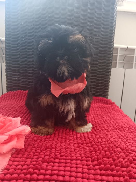 Shih Tzu Sunia Piękności
