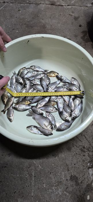 Karaś na żywca od 8-15 cm