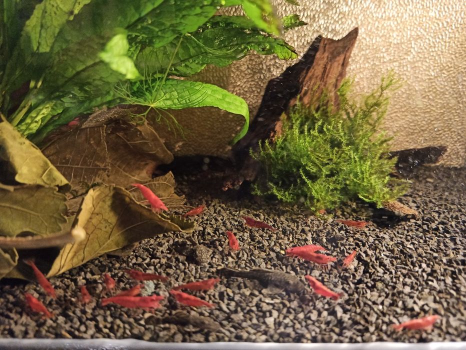 Krewetki Red Cherry 10szt