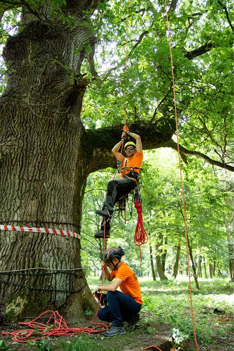 Видалення дерев,Спил дерев,Зрізання дерев,Кронування дерев,Арборист