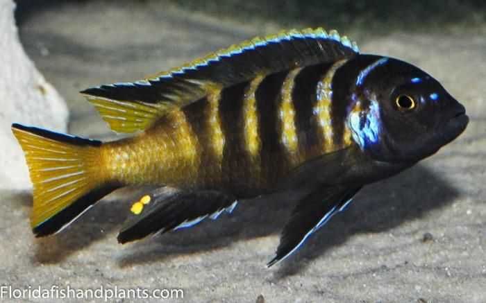 Chailosi Chitande (Raro) Macho