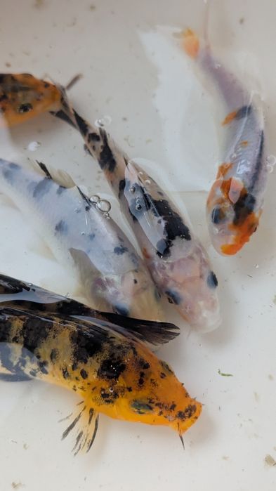 Комета,карпи Кої,риба для водойми,корм для риб