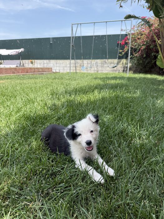 Border Collie Preto e branco machinho