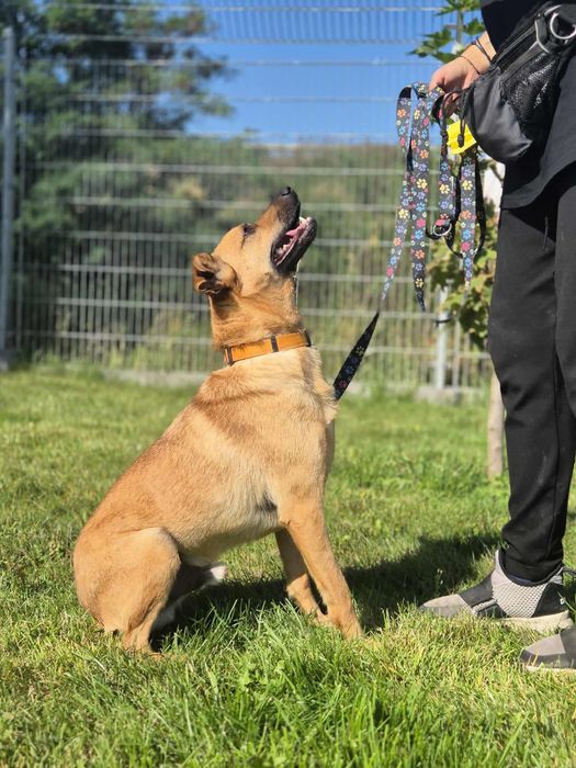 Odważny Kapitan szuka domu!