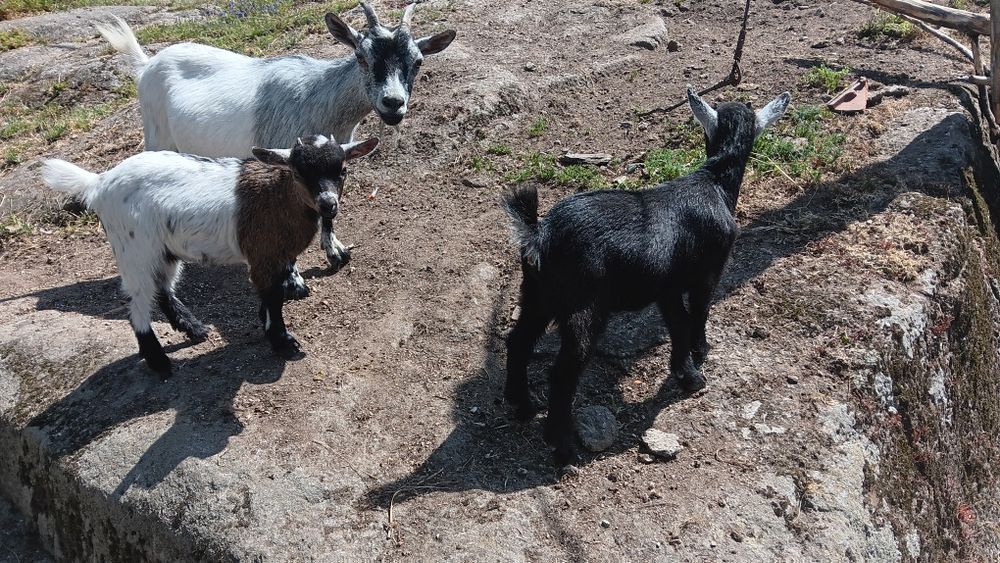 Cabritas anãs fêmeas