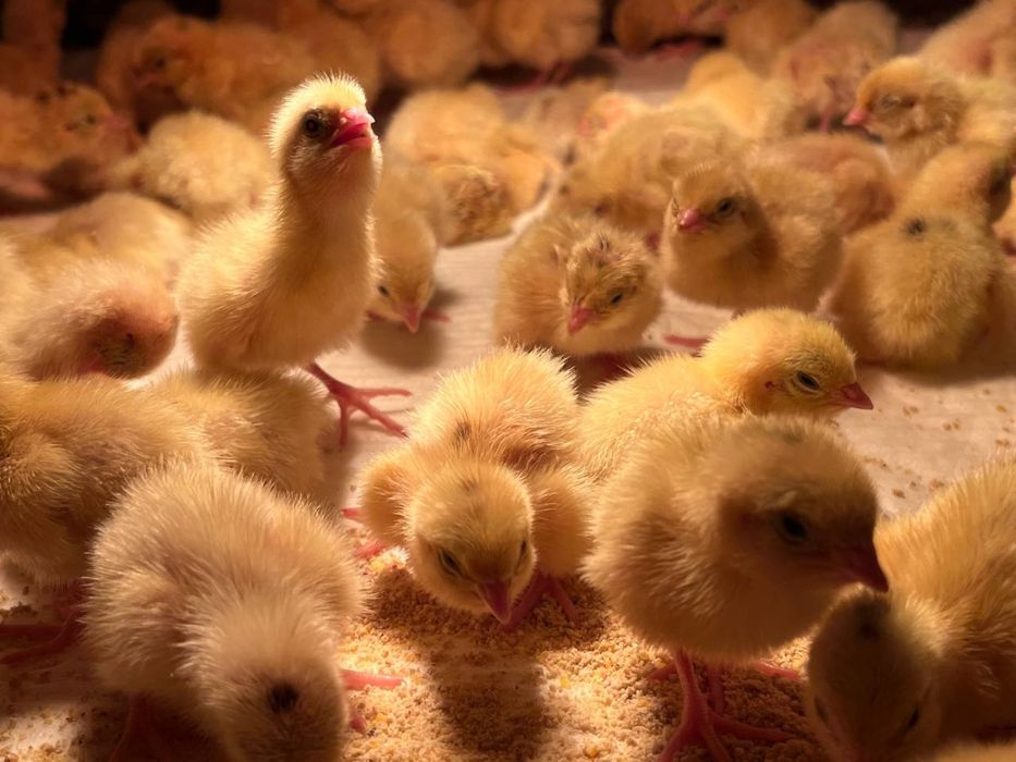 Суточные перепела, суточные цыплята перепелов, подрощеные перепела