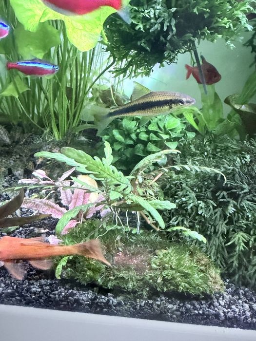 Oddam  dwie kosiarki  ryby akwariowe