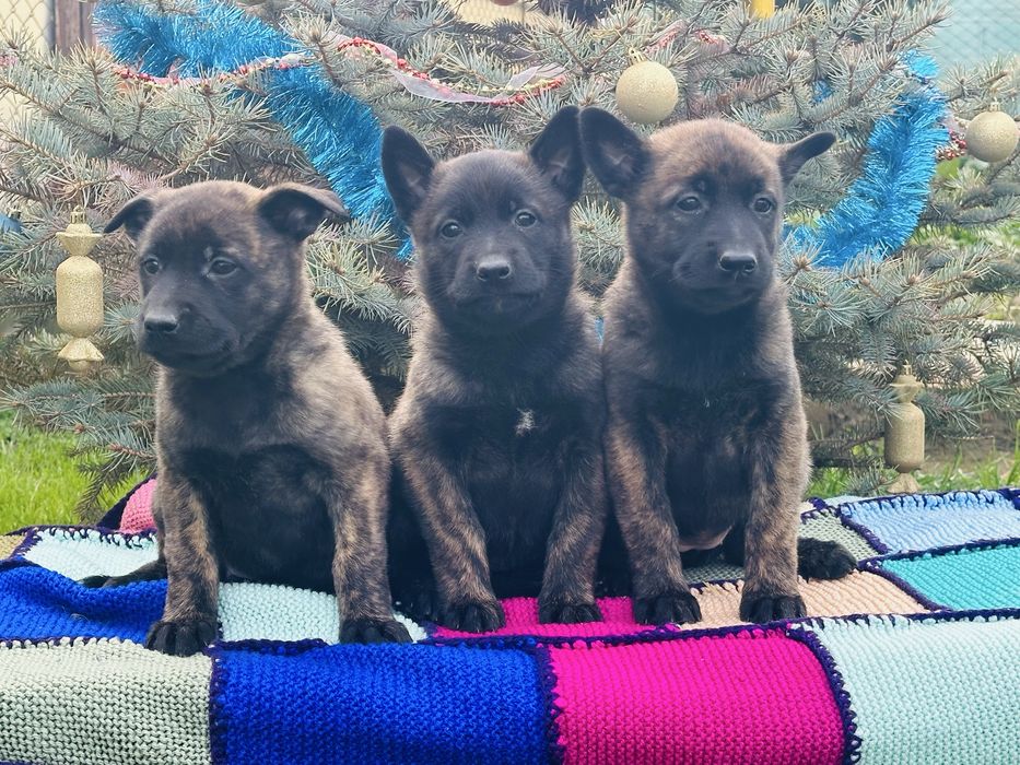 Голландские овчарки! Девчонки!