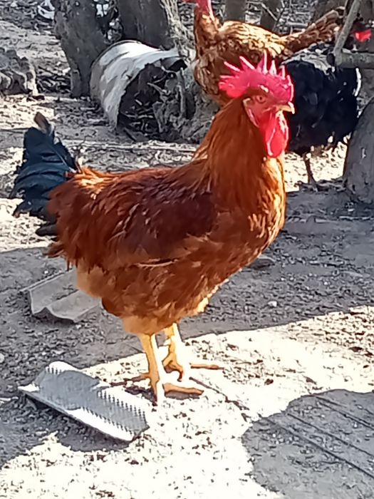 Vendo galos caseiros