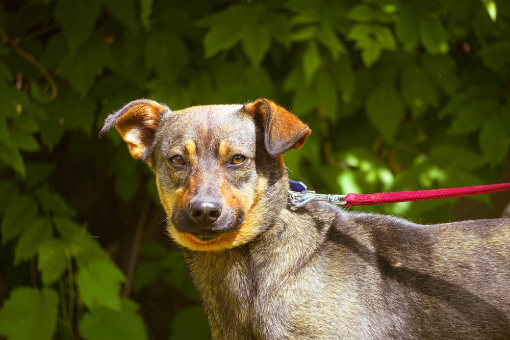 Amon - fajny, młody pies poleca się do adopcji