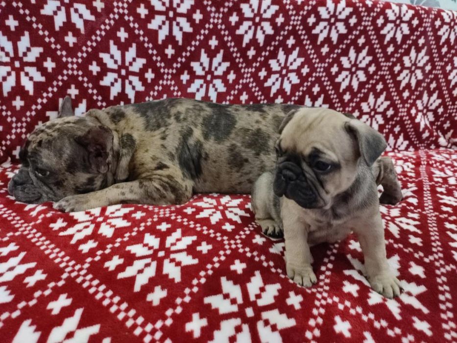 Французький бульдог