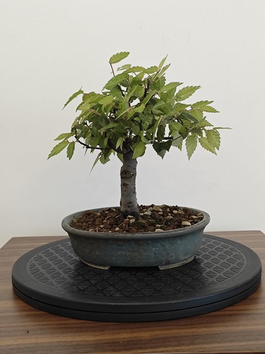 Pré-Bonsai Ulmus