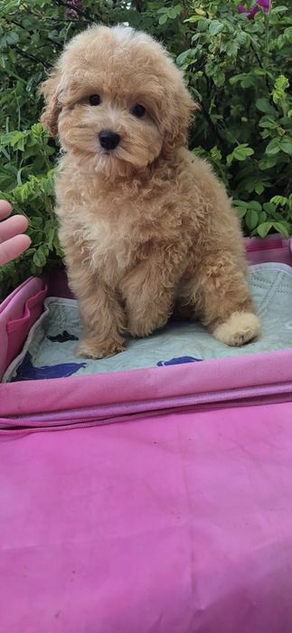 Мальтипу. Хлопчик.