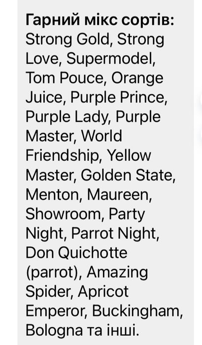 Цибулини на вигонку