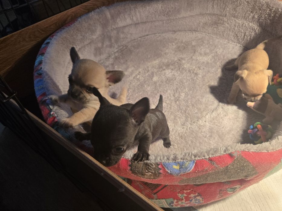 Chihuahua zkwp Fci zostały już tylko dwa