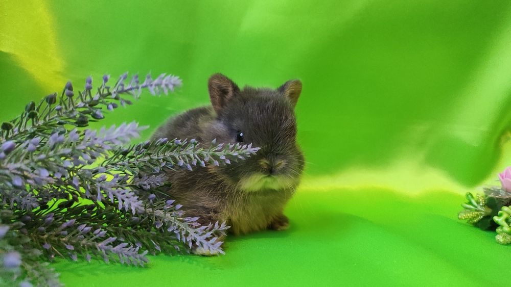 Кролики карликові.Нідерландський., найменша порода.