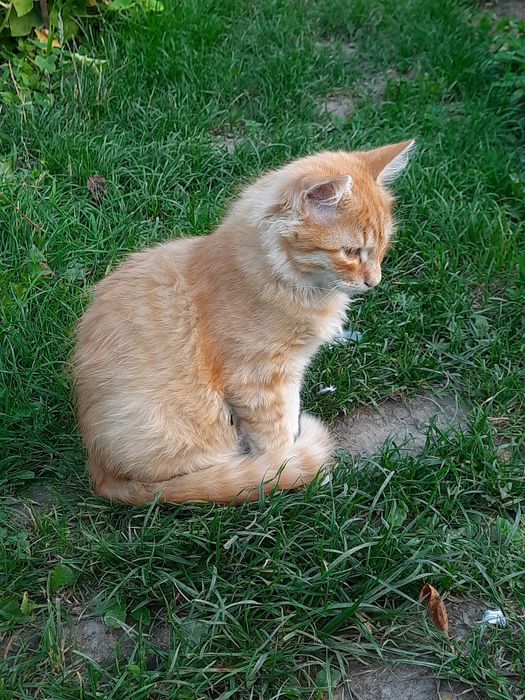 котик(хлопчик) у відповідальні руки