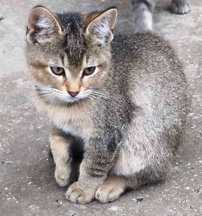Віддам кошенят безкоштовно