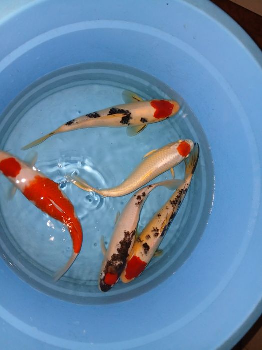 Carpas koi tancho  selecção  premium